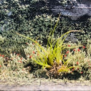 Baby Tillandsia (Airplants)